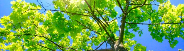 Pinecrest Tree Services  Blog